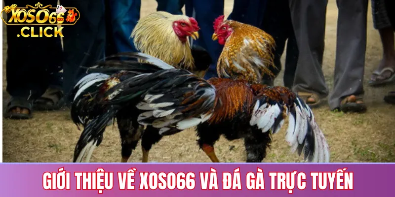 Đá gà Xoso66: Trận đấu trực tiếp, cược đa dạng kèo 1 Giới thiệu đá gà trực tuyến tại Xoso66 với hệ thống xem live và đặt cược 24/7